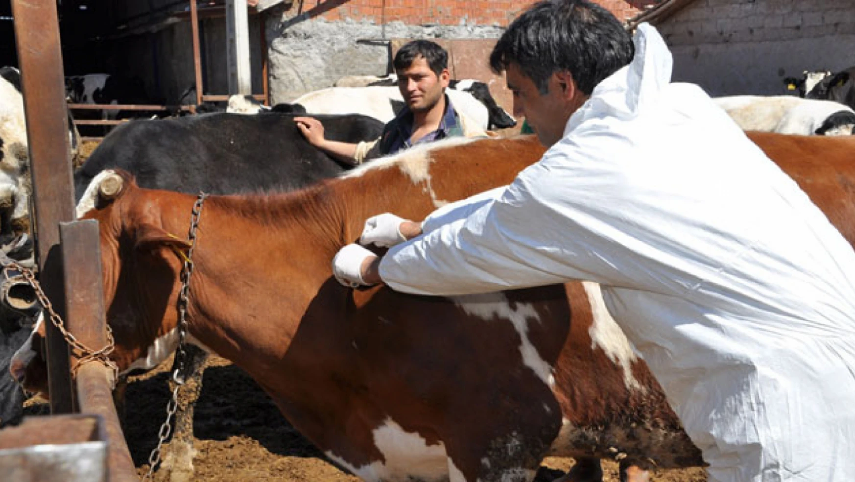 Ulus'ta Şap Paniği, hayvan pazarı kapatıldı