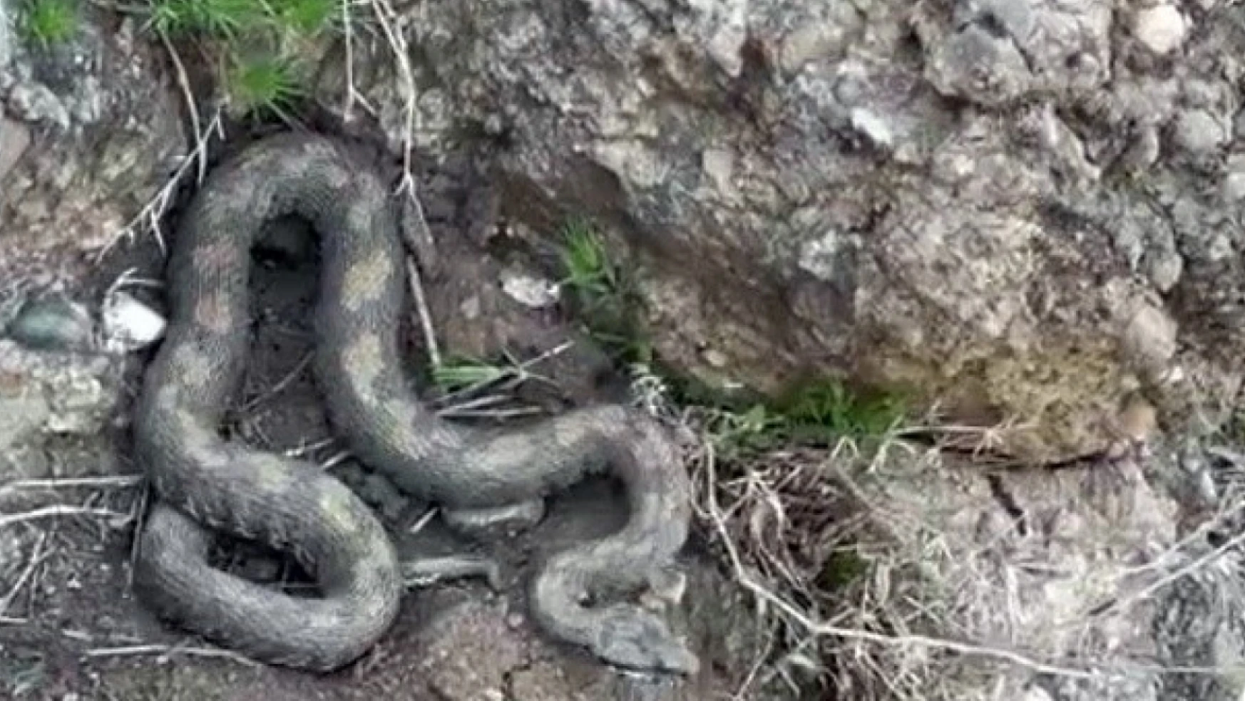 Yürüyüş yapan dağcılar ölümcül yılanı fotoğrafladı