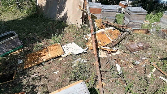 Aç kalan ayı köye indi: Kovanlardaki arıları telef etti