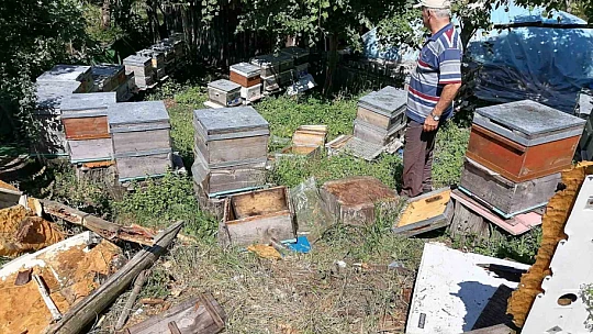 Aç kalan ayı köye indi: Kovanlardaki arıları telef etti