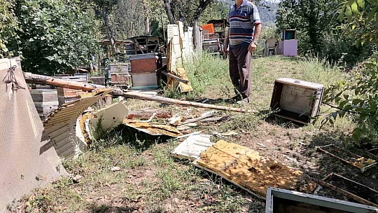 Aç kalan ayı köye indi: Kovanlardaki arıları telef etti