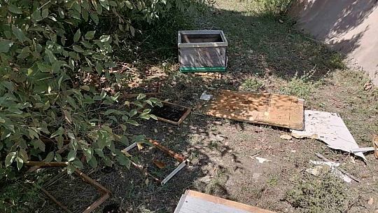 Aç kalan ayı köye indi: Kovanlardaki arıları telef etti