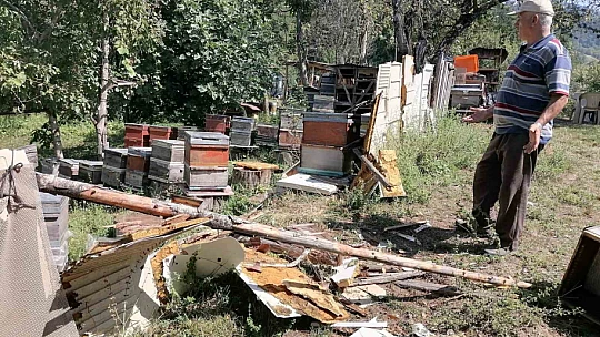 Aç kalan ayı köye indi: Kovanlardaki arıları telef etti