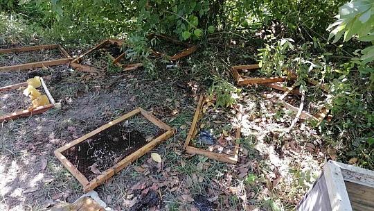 Aç kalan ayı köye indi: Kovanlardaki arıları telef etti