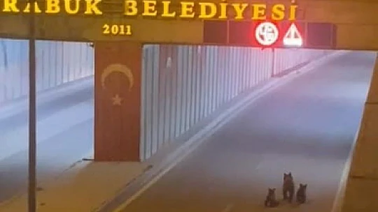 Anne ayı yavrularıyla şehir turu attı