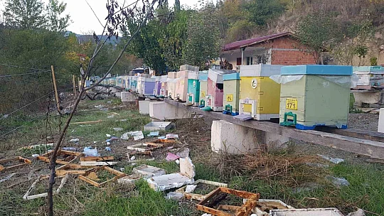 Aç ayı kovanları parçaladı