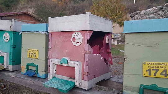 Aç ayı kovanları parçaladı