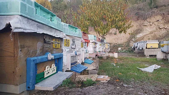 Aç ayı kovanları parçaladı