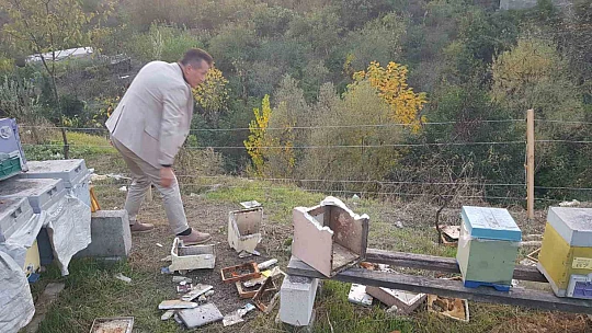 Aç ayı kovanları parçaladı