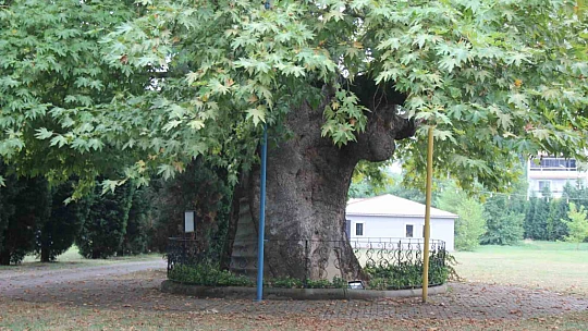 Bu ağaç 929 yaşında