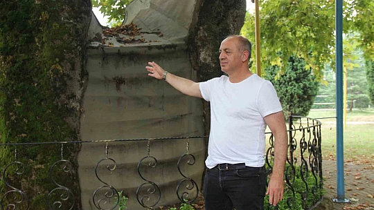 Bu ağaç 929 yaşında
