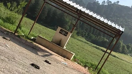 6 köpek yavrusu vurularak öldürülmüş halde bulundu