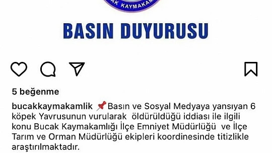 6 köpek yavrusu vurularak öldürülmüş halde bulundu