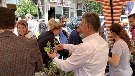 Doğal sivrisinek kovar fesleğenler yoğun ilgi gördü