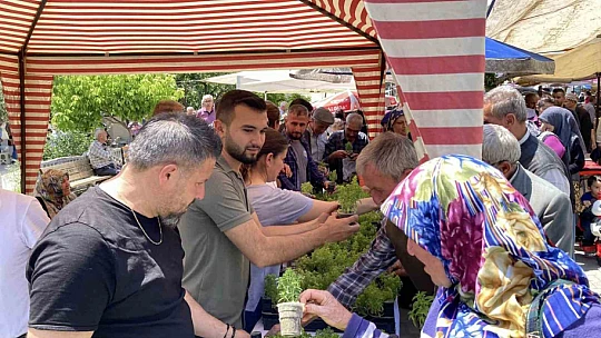 Doğal sivrisinek kovar fesleğenler yoğun ilgi gördü