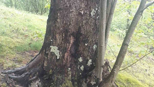 Dünyanın en yaşlı porsuk ağacı tehlike altında