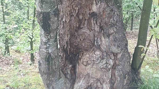 Dünyanın en yaşlı porsuk ağacı tehlike altında