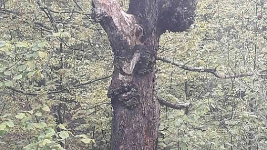 Dünyanın en yaşlı porsuk ağacı tehlike altında