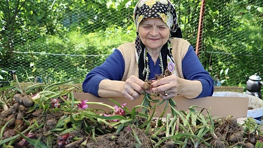 Salep hasadı başladı