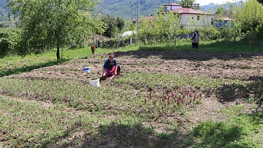 Salep hasadı başladı