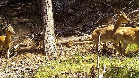 Fotokapanlara yansıyan görüntüler belgeseli aratmadı