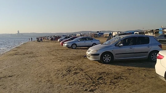 Hatay'da binlerce balık karaya vurdu
