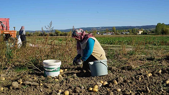 Kastamonu'da hasadı yapılan patatesin fiyatı çiftçilerin yüzünü güldürüyor