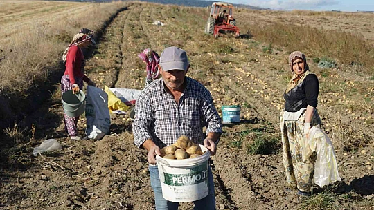 Kastamonu'da hasadı yapılan patatesin fiyatı çiftçilerin yüzünü güldürüyor
