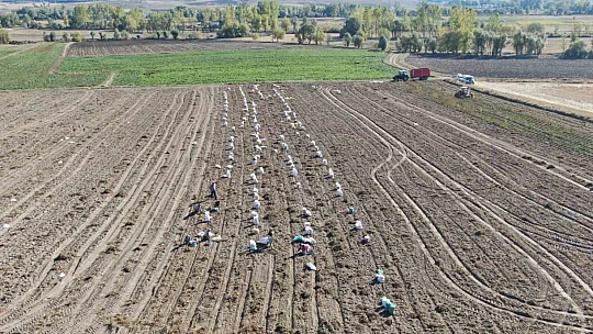 Kastamonu'da hasadı yapılan patatesin fiyatı çiftçilerin yüzünü güldürüyor