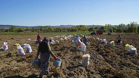 Kastamonu'da hasadı yapılan patatesin fiyatı çiftçilerin yüzünü güldürüyor