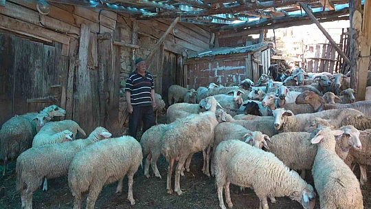 Kurtlar 50 kurbanlık hayvanı telef etti