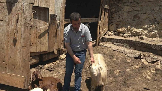 Kurtlar 50 kurbanlık hayvanı telef etti
