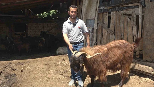 Kurtlar 50 kurbanlık hayvanı telef etti