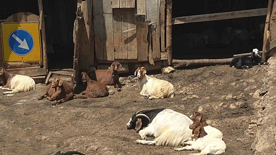 Kurtlar 50 kurbanlık hayvanı telef etti