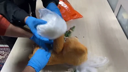 Oyuncak ayıdan yarım kilo uyuşturucu çıktı