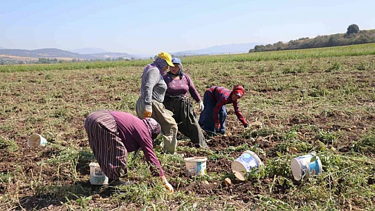 Patates diyarı Bolu'da hasat başladı
