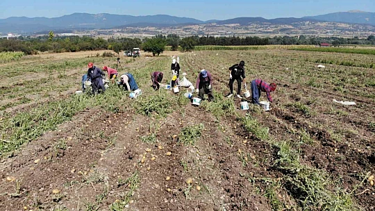 Patates diyarı Bolu'da hasat başladı