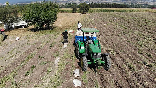 Patates diyarı Bolu'da hasat başladı