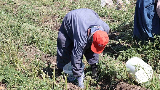 Patates diyarı Bolu'da hasat başladı