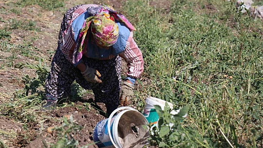 Patates diyarı Bolu'da hasat başladı