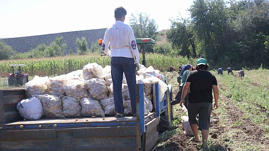 Patates diyarı Bolu'da hasat başladı