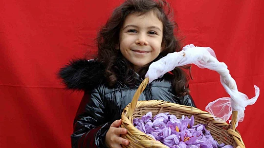 Safran tarlasını 40 günde 70 bin kişi ziyaret etti