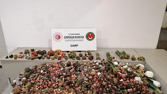 Sarp Sınır Kapısı'nda 2 bin 850 adet kaktüs ele geçirildi