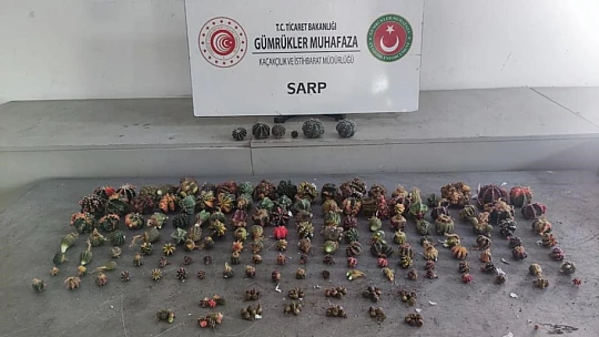 Sarp Sınır Kapısı'nda 2 bin 850 adet kaktüs ele geçirildi