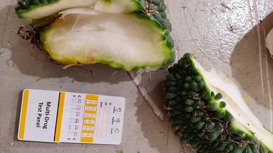 Sarp Sınır Kapısı'nda 2 bin 850 adet kaktüs ele geçirildi