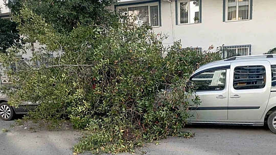 Şiddetli rüzgarda park halindeki araçların üzerine ağaç devrildi