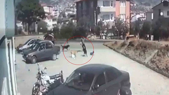 Sokak köpeklerinin saldırdığı çocuk babası sayesinde kurtuldu