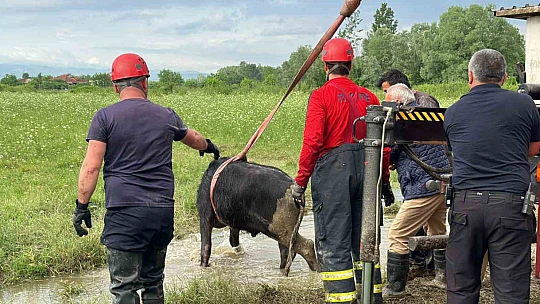Su kuyusuna düşen ineklere kurtarma operasyonu