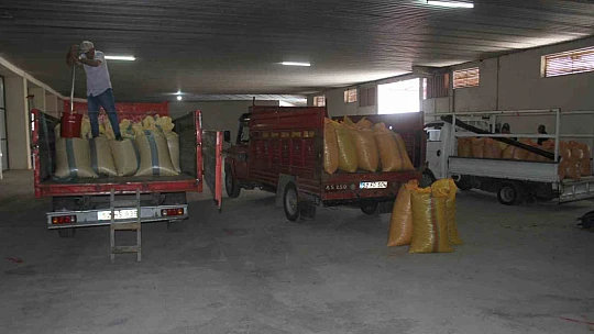 Fındık alımlarına başladı: İlk fındık 90 liradan satıldı