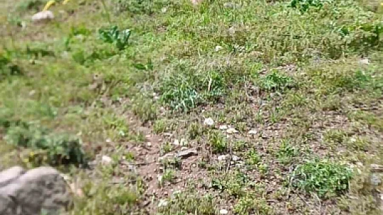 Tunceli'de mantar toplarken kaybolan vatandaşlar, dron ve askeri helikopterle bulundu